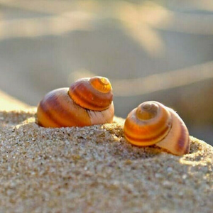 Illustration Le Museum chez vous : atelier scientifique autour des coquillages