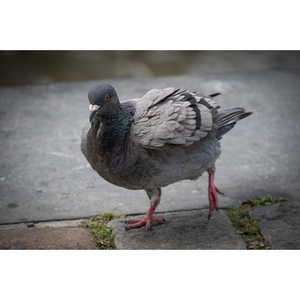 Illustration Le pigeon, star de la basse-cour