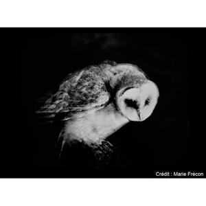 Illustration Le Silence des Oiseaux ? de Marie Frécon