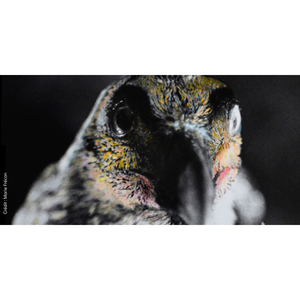 Illustration "Le Silence des Oiseaux", exposition photographique de Marie Frécon