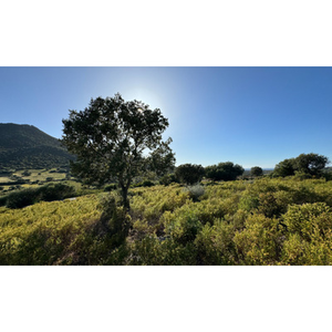 Illustration Le Soleil des Scorta