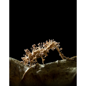 Illustration Les champignons de l'apocalypse avec Audrey Dussutour