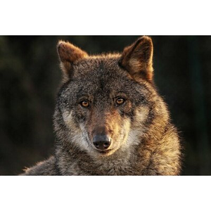 Illustration Les contes du Blaireau : Loup y es-tu, m'entends-tu ?