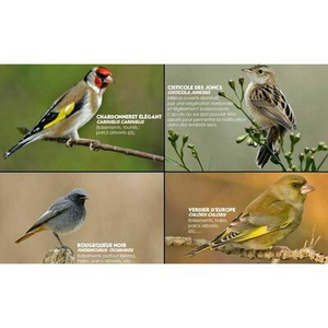 Illustration Les oiseaux, chanteurs printaniers. Découverte et apprentissage des chants