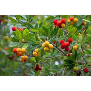 Illustration Les petits fruits sauvages