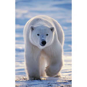 Illustration Les Pôles