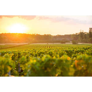 Illustration Les portes ouvertes de Pessac-Léognan