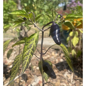 Illustration Les pouvoirs du piment