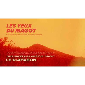 Illustration Les Yeux du Magot