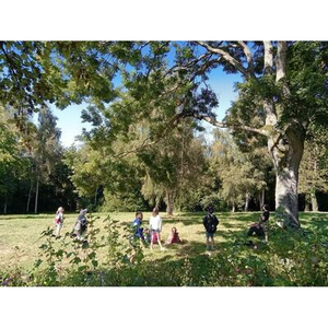 Illustration Levez les yeux ! De l'arbre à la brique