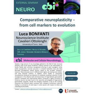 Illustration Luca BONFANTI - Comparative neuroplasticity - from cell markers to evolution