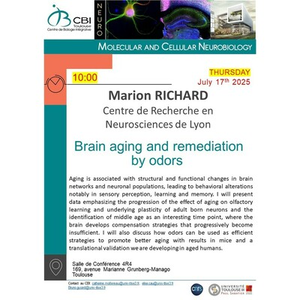 Illustration Marion RICHARD "Brain aging and remediation by odors"