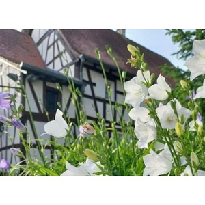 Illustration Mercredi à la campagne