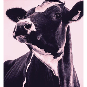 Illustration Merveille