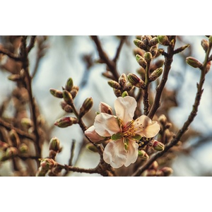 Illustration MEUDON au Hangar Y : "Bourgeons ! "