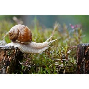 Illustration MEUDON au Hangar Y : "Cagouilles"