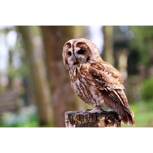 Illustration MEUDON au Hangar Y : "Chouette ! "