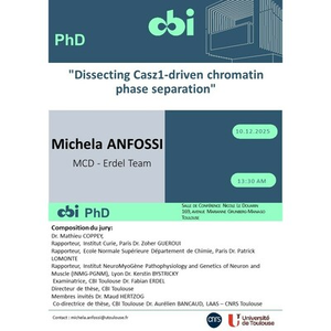 Illustration Michela ANFOSSI
"Dissecting Casz1-driven chromatin phase separation"