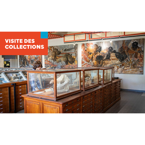 Illustration Midi des collections