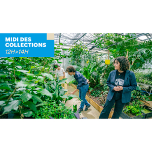 Illustration Midi des Collections