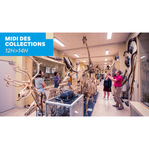 Illustration Midi des Collections