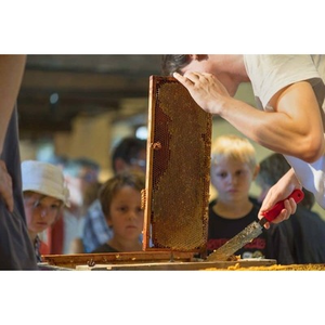 Illustration Miel et abeilles