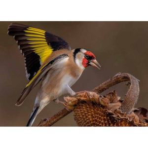 Illustration Mon petit muséum vol 3 "Les oiseaux du coin"