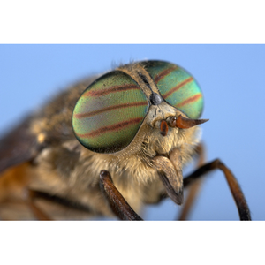 Illustration Mon petit muséum vol 4 "L'entomologie tirée à 4 épingles"