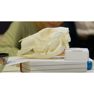 Illustration Muséum à toucher