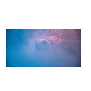 Nature morte still life