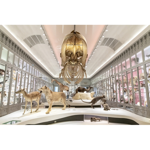 Illustration "Orang-Hutan, l'homme de la forêt" au Muséum de Bordeaux