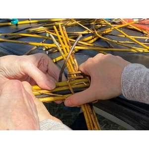 Illustration Osier vivant et vannerie sauvage