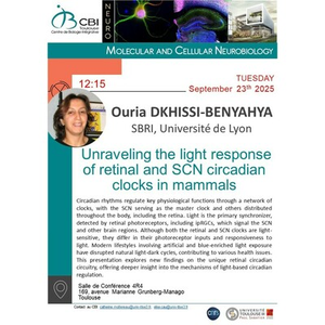 Illustration Ouria DKHISSI-BENYAHYA " Unraveling the light response of retinal and SCN circadian clocks in mammals"