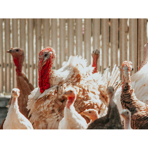 Illustration Pas de cadeaux (Cabaret de Noël)