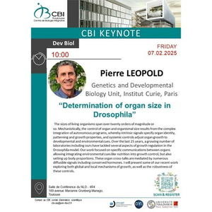 Illustration Pierre LEOPOLD
“Determination of organ size in Drosophila”