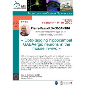 Illustration Pierre-Pascal LENCK-SANTINI
« Opto-tagging hippocampal GABAergic neurons in the mouse in-vivo.»