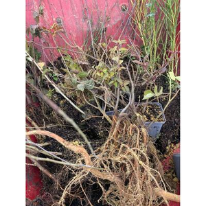 Illustration Plantation d'arbres et d'arbustes