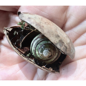 Illustration Plumes d’écailles, fourrures sylvestres - Atelier expérience de la nature