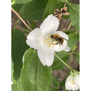 Illustration Pollinisateurs en action