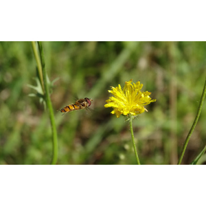 Illustration Pollinisateurs et agriculture : un partenariat gagnant-gagnant (49)