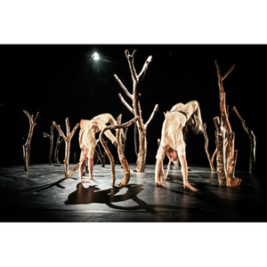 Illustration Pour Hêtre