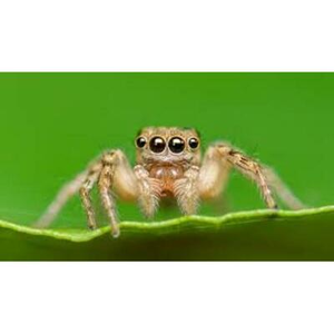 Illustration Qui a peur des araignées ?