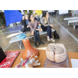 Illustration Quiz sur les idées reçues sur le cerveau