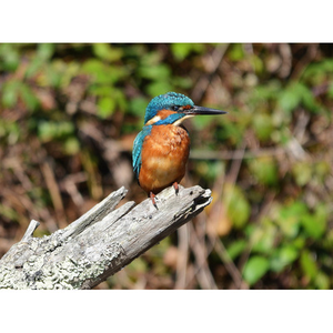 Illustration Rallye nature : les oiseaux du Lac de la Prade