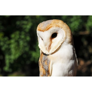 Illustration Rallye nature : les rapaces