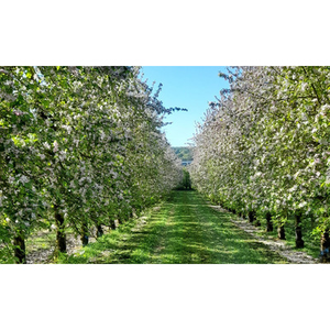 Illustration Rencontre technique écophyto : innover pour mieux traiter (49)