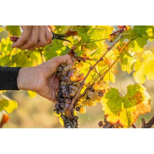 Illustration Repas des vendanges au Château d'Arche