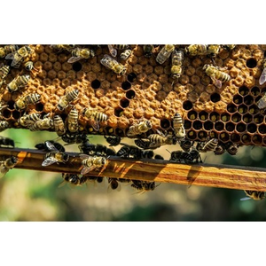 Illustration Ruche pédagogique