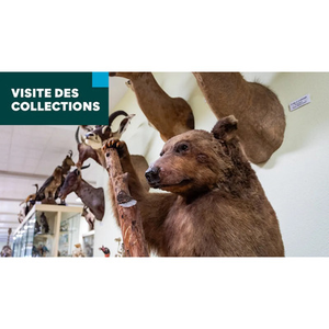 Illustration Samedis des collections