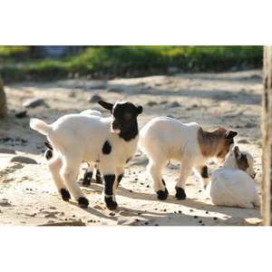 Illustration Sauvage ou domestique ? Rencontre avec le zoo African Safari de Plaisance-du-Touch